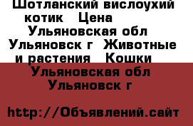 Шотланский вислоухий котик › Цена ­ 5 000 - Ульяновская обл., Ульяновск г. Животные и растения » Кошки   . Ульяновская обл.,Ульяновск г.